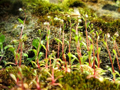 Dreifinger-Steinbrech (Saxifraga tridactylites) an der Stadtmauer von Sankt Johann
