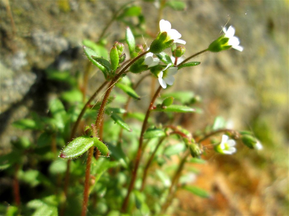 Dreifinger-Steinbrech (Saxifraga tridactylites) an der Stadtmauer von Sankt Johann