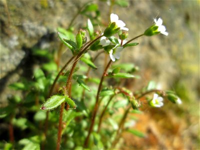 Dreifinger-Steinbrech (Saxifraga tridactylites) an der Stadtmauer von Sankt Johann