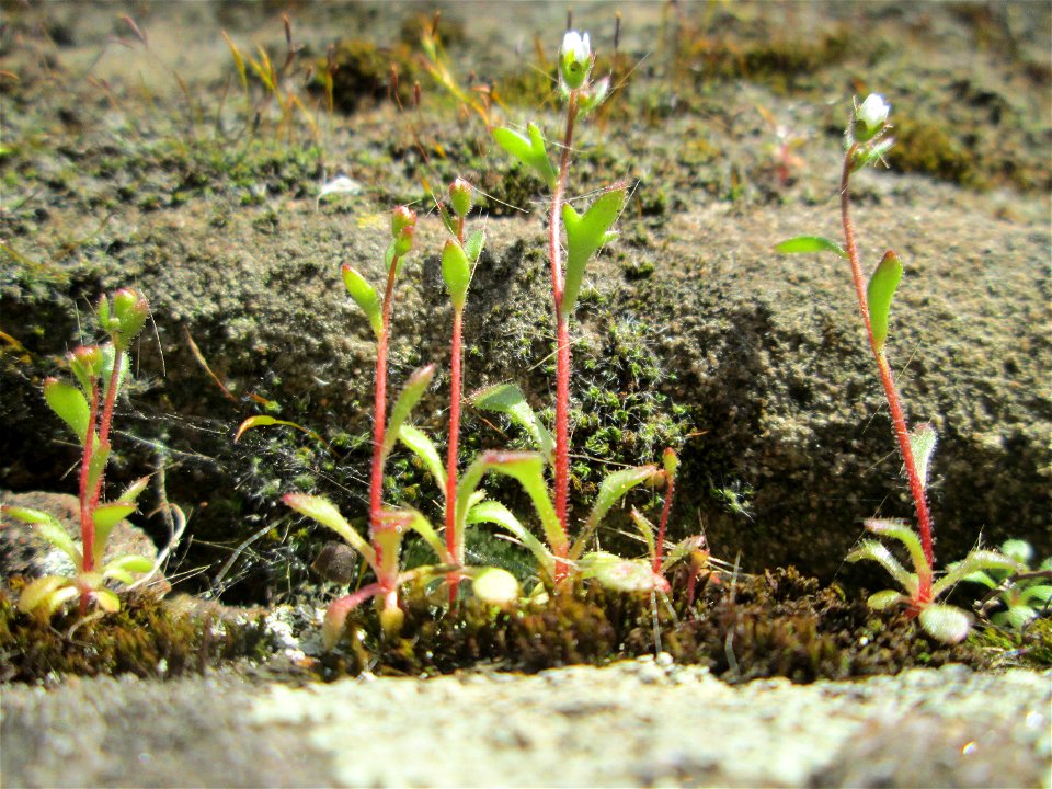 Dreifinger-Steinbrech (Saxifraga tridactylites) an der Stadtmauer von Sankt Johann