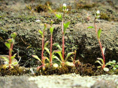 Dreifinger-Steinbrech (Saxifraga tridactylites) an der Stadtmauer von Sankt Johann