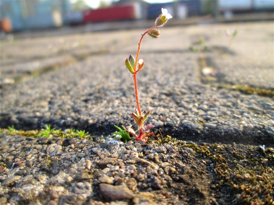 Dreifinger-Steinbrech (Saxifraga tridactylites) am Hauptbahnhof Mannheim