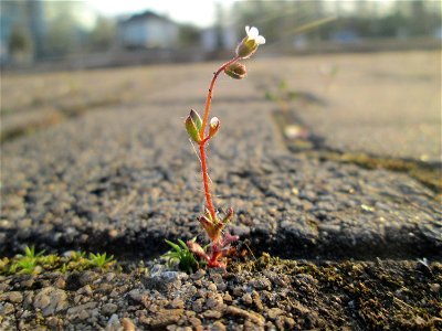 Dreifinger-Steinbrech (Saxifraga tridactylites) am Hauptbahnhof Mannheim