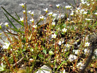 Dreifinger-Steinbrech (Saxifraga tridactylites) an einem Parkplatz in Saarbrücken