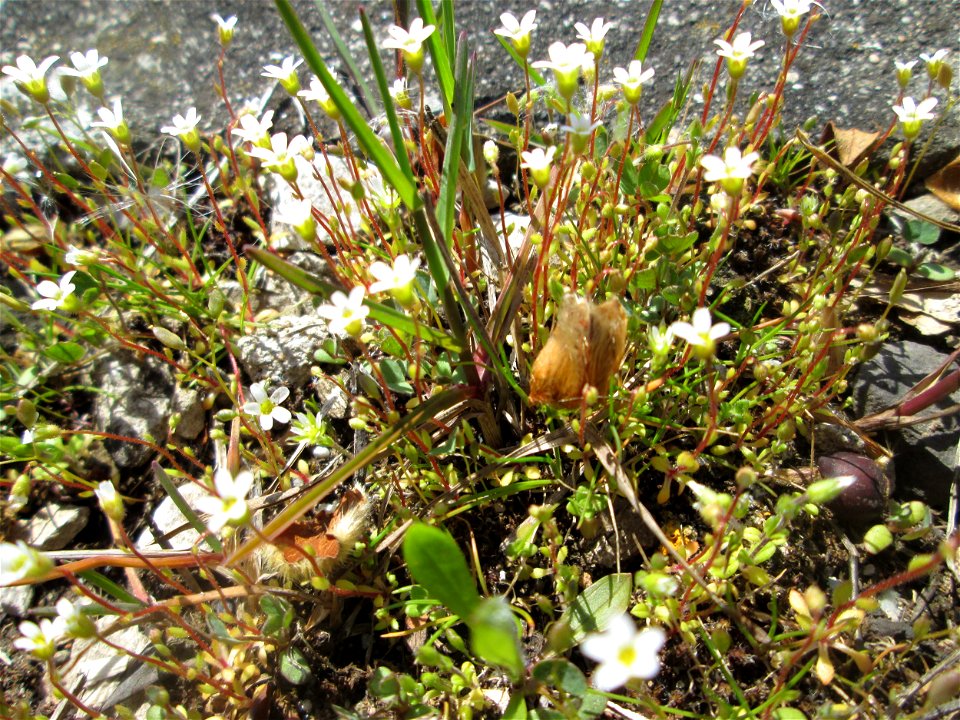 Dreifinger-Steinbrech (Saxifraga tridactylites) an einem Parkplatz in Saarbrücken