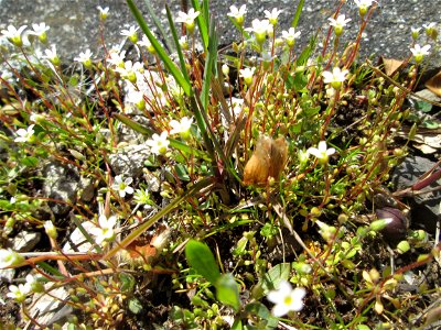 Dreifinger-Steinbrech (Saxifraga tridactylites) an einem Parkplatz in Saarbrücken