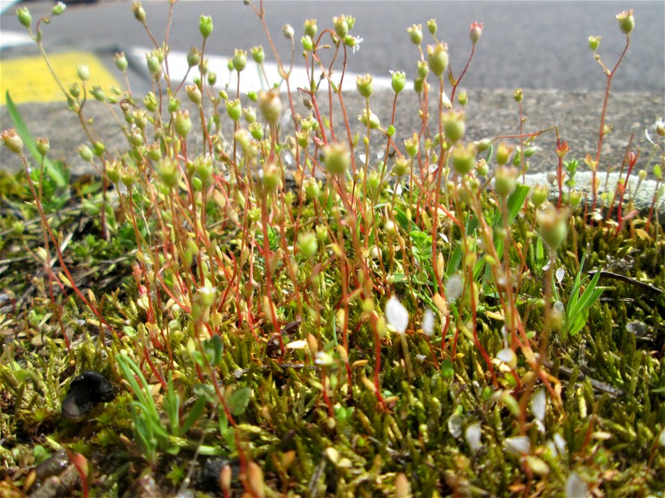 Dreifinger-Steinbrech (Saxifraga tridactylites) auf dem Mittelstreifen einer Straße in Saarbrücken