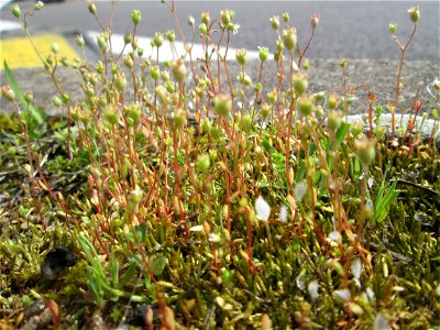 Dreifinger-Steinbrech (Saxifraga tridactylites) auf dem Mittelstreifen einer Straße in Saarbrücken