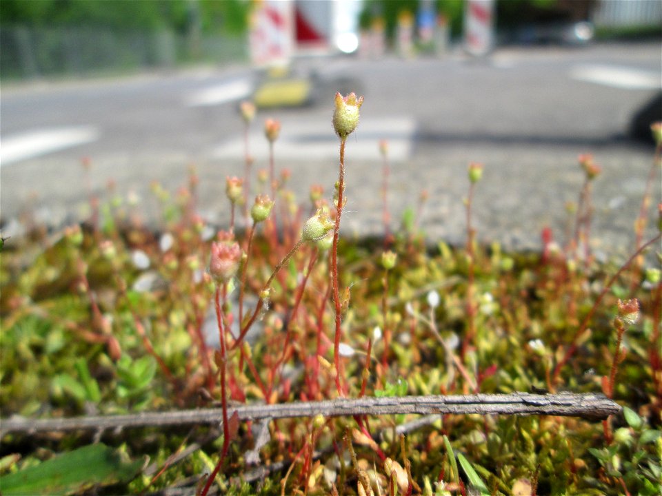 Dreifinger-Steinbrech (Saxifraga tridactylites) auf dem Mittelstreifen einer Straße in Saarbrücken