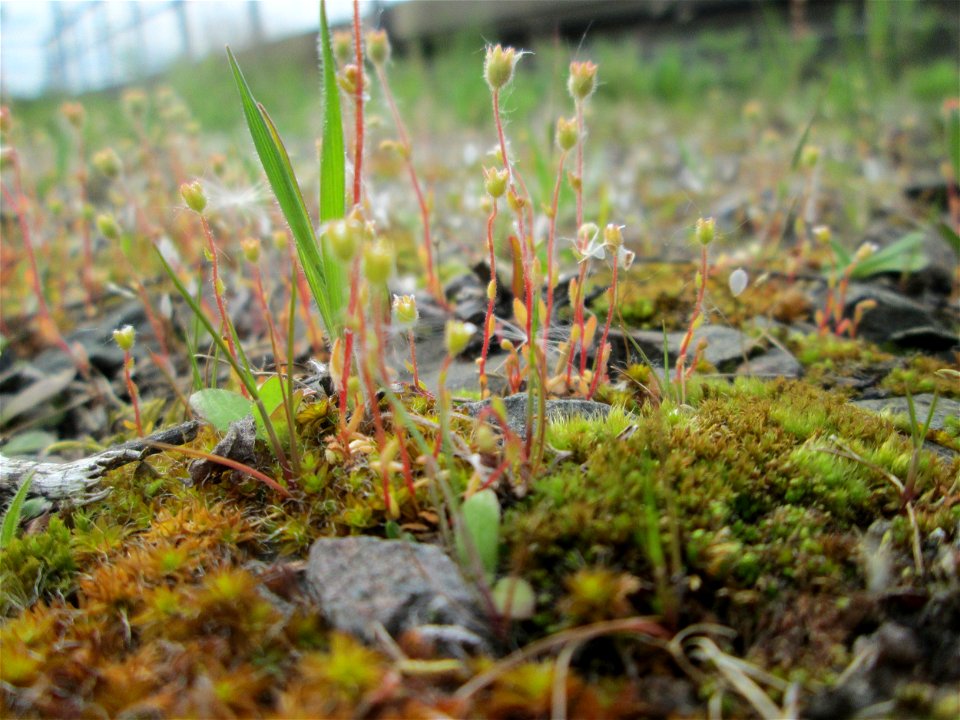 Dreifinger-Steinbrech (Saxifraga tridactylites) am Bahnhof Bruchmühlbach-Miesau