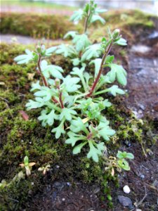Dreifinger-Steinbrech (Saxifraga tridactylites) oberhalb der A620 in Alt-Saarbrücken