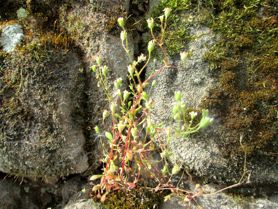 Dreifinger-Steinbrech (Saxifraga tridactylites) an der Stadtmauer von Sankt Johann