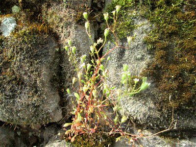 Dreifinger-Steinbrech (Saxifraga tridactylites) an der Stadtmauer von Sankt Johann