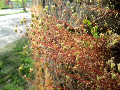 Dreifinger-Steinbrech (Saxifraga tridactylites) an der Stadtmauer von Sankt Johann
