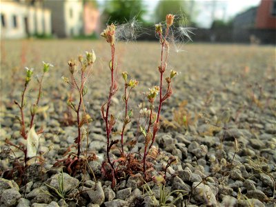 Dreifinger-Steinbrech (Saxifraga tridactylites) in Brebach