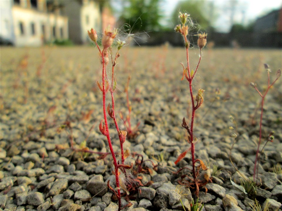 Dreifinger-Steinbrech (Saxifraga tridactylites) in Brebach