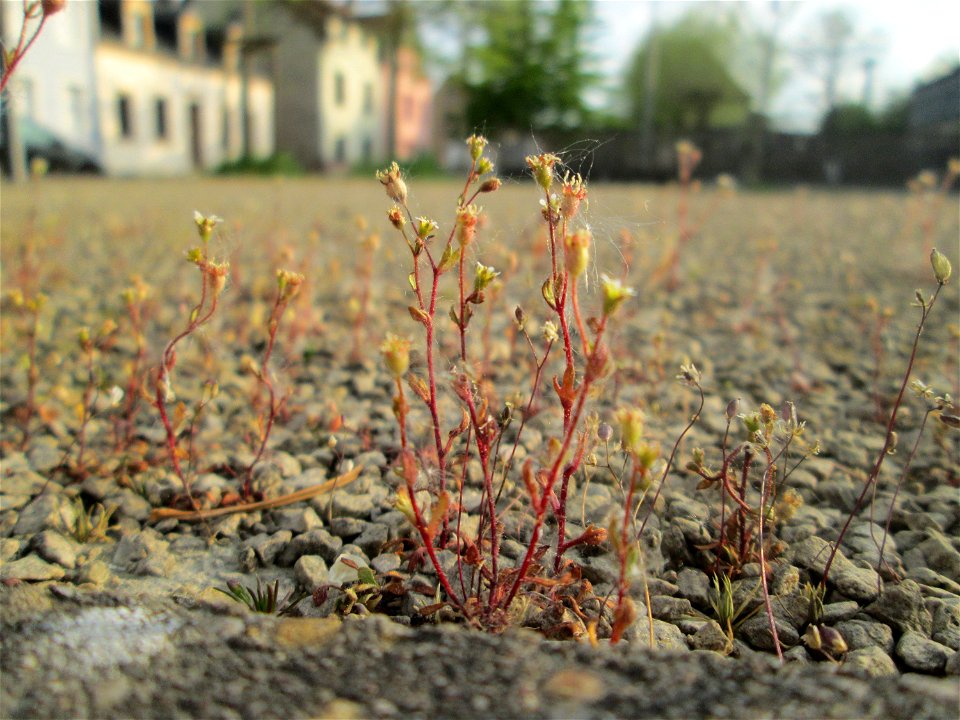 Dreifinger-Steinbrech (Saxifraga tridactylites) in Brebach