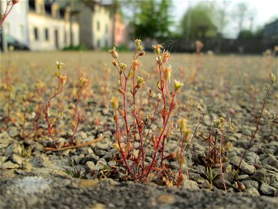 Dreifinger-Steinbrech (Saxifraga tridactylites) in Brebach