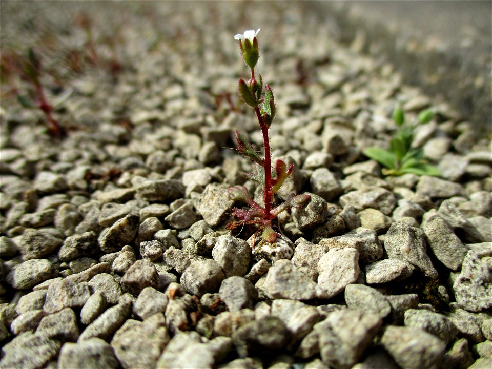 Dreifinger-Steinbrech (Saxifraga tridactylites) in Brebach
