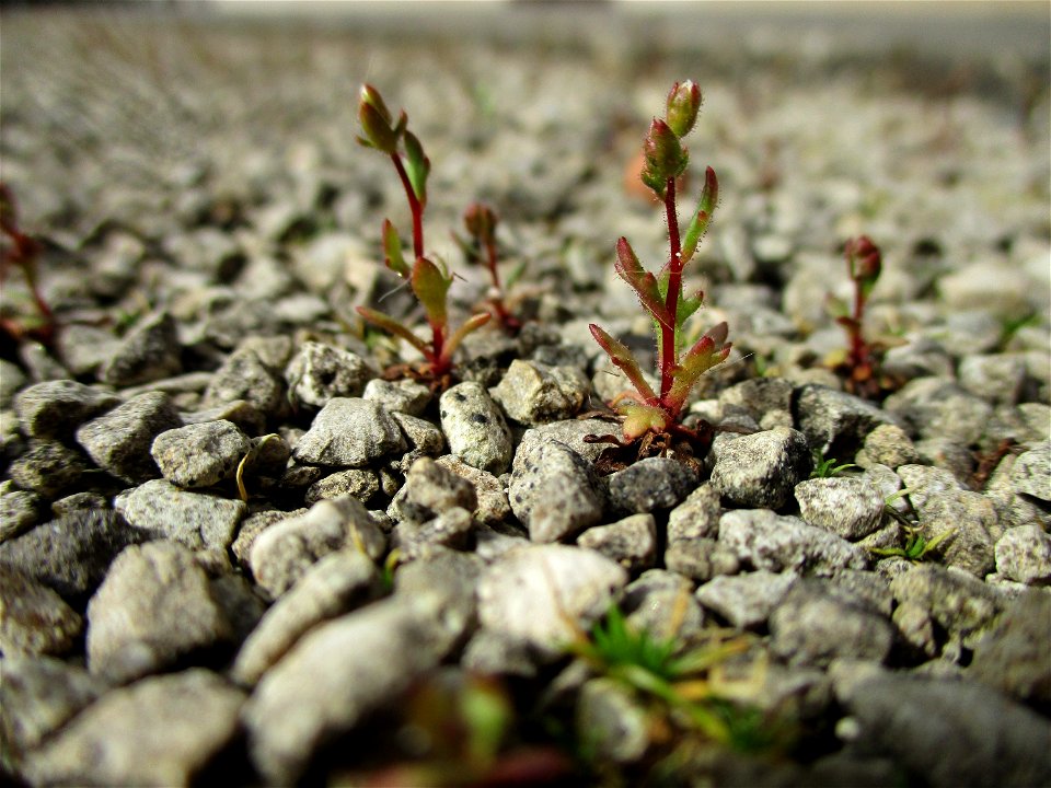 Dreifinger-Steinbrech (Saxifraga tridactylites) in Brebach