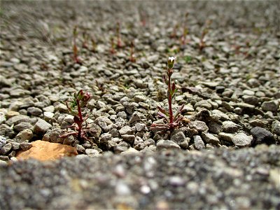 Dreifinger-Steinbrech (Saxifraga tridactylites) in Brebach