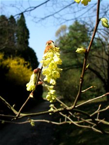 Inflorescence of Corylopsis sinensisvar. glandulifera - MTA Botanic Garden Vácrátót, Hungary. photo