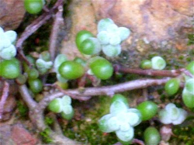 Sedum brevifolium close up, Sierra Madrona, Spain. photo
