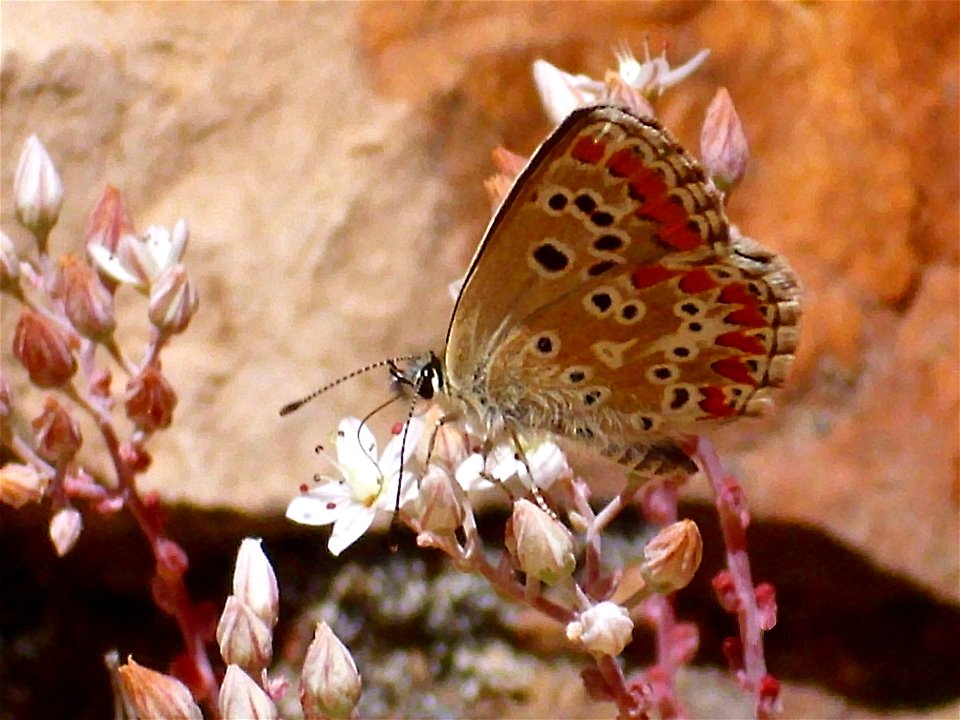 Sedum brevifolium close up, Sierra Madrona, Spain.