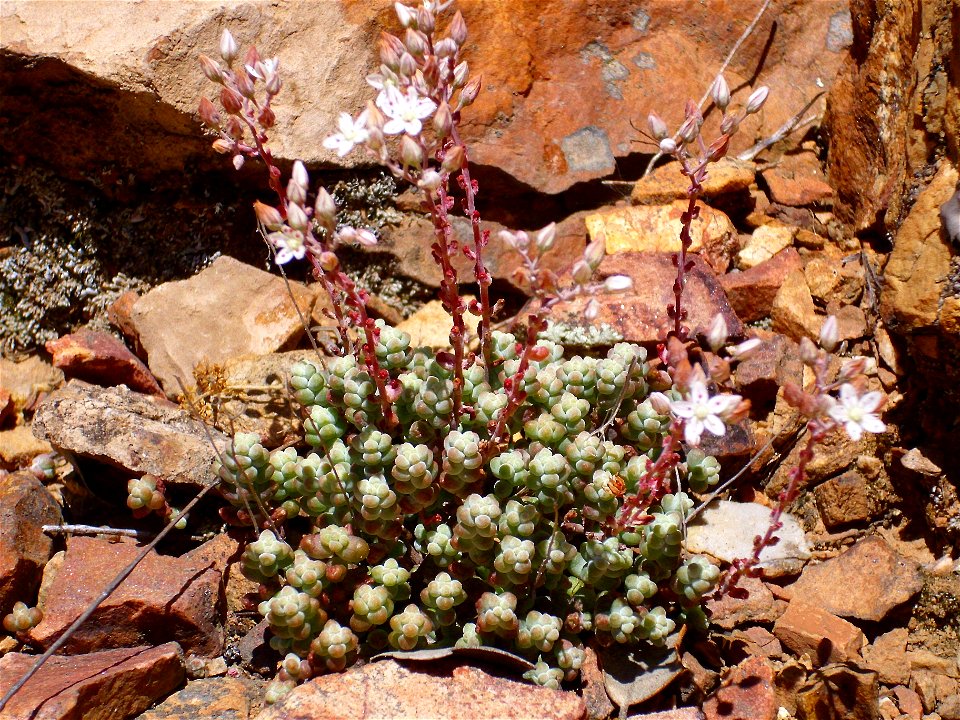 Sedum brevifolium habit, Sierra Madrona, Spain.