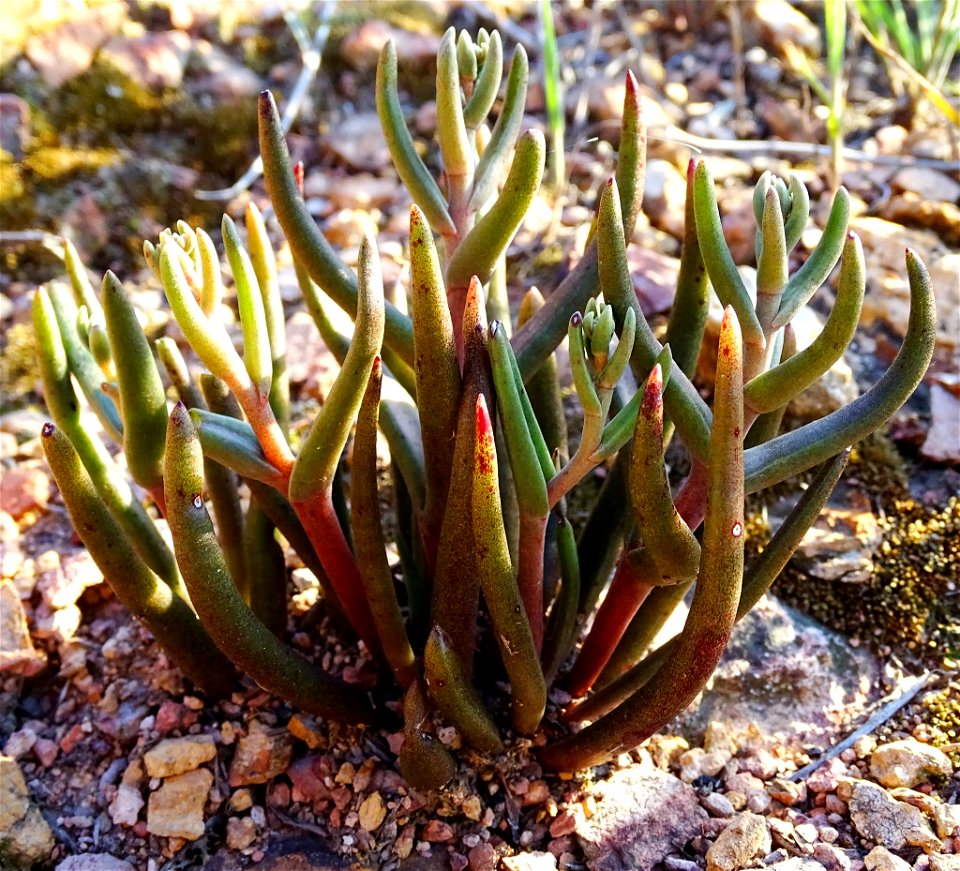 Photo of many-stemmed dudleya uploaded from iNaturalist.
