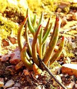 Photo of many-stemmed dudleya uploaded from iNaturalist. photo