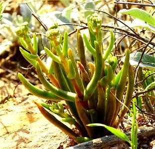 Photo of many-stemmed dudleya uploaded from iNaturalist. photo