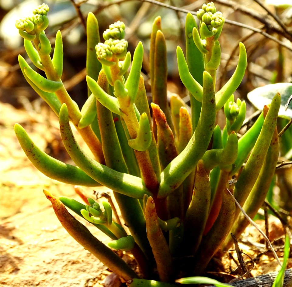 Photo of many-stemmed dudleya uploaded from iNaturalist.