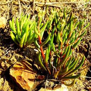 Photo of many-stemmed dudleya uploaded from iNaturalist. photo