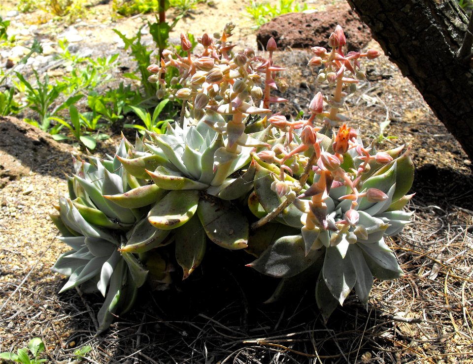 Dudleya rubens at the San Diego Botanic Garden in Encinitas, California, USA. Identified by sign.