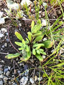 Photo of Blochman's Dudleya uploaded from iNaturalist. photo