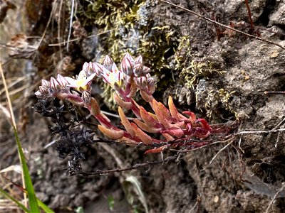 Photo of Blochman's Dudleya uploaded from iNaturalist.