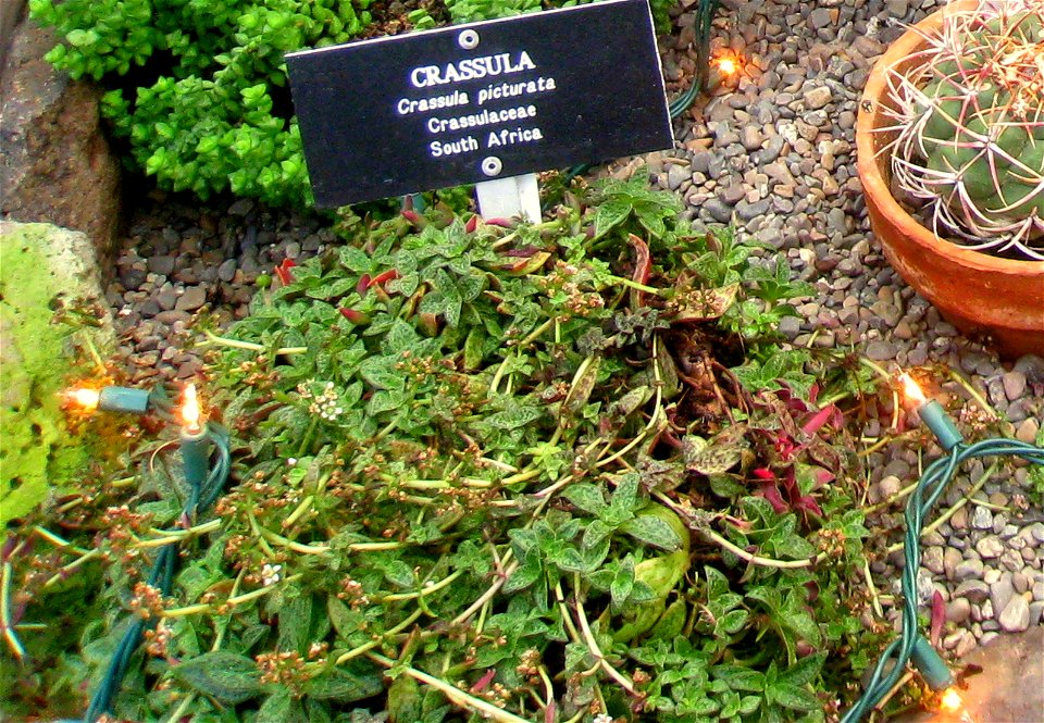 Crassula picturata specimen, Gaiser Conservatory, Manito Park, Spokane, Washington, USA.