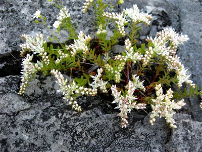 Sedum pulchellum in cedar glade in Cedars of Lebanon State Park, Wilson County, Tennessee.