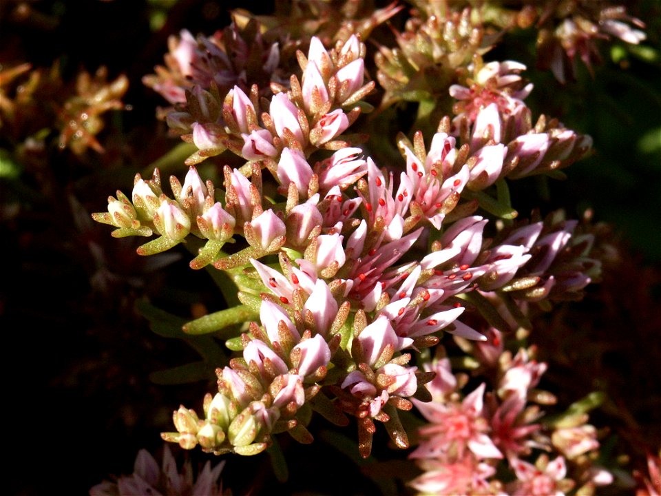 Sedum pulchellum die in meinem Garten wächst. Aufnahme wurde im Oktober gemacht, trotzdem sind noch viele wunderschöne Blüten dran. 
Englischer Name der Pflanze: Lime Stonecrop