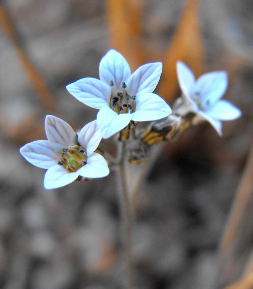— Coast jepsonia, Parry's jepsonia.
At the Blue Sky Ecological Reserve, Poway, California, USA.