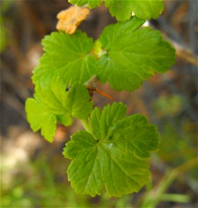 Ribes thacherianum at the Wild Animal Park, Escondido, California, USA. Identified by sign. photo