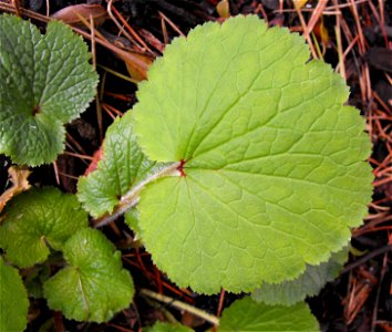 Leaf of Boykinia rotundifolia — a mesic native California plant.
At UC Berkeley Botanical Garden, California.
Identified by sign.