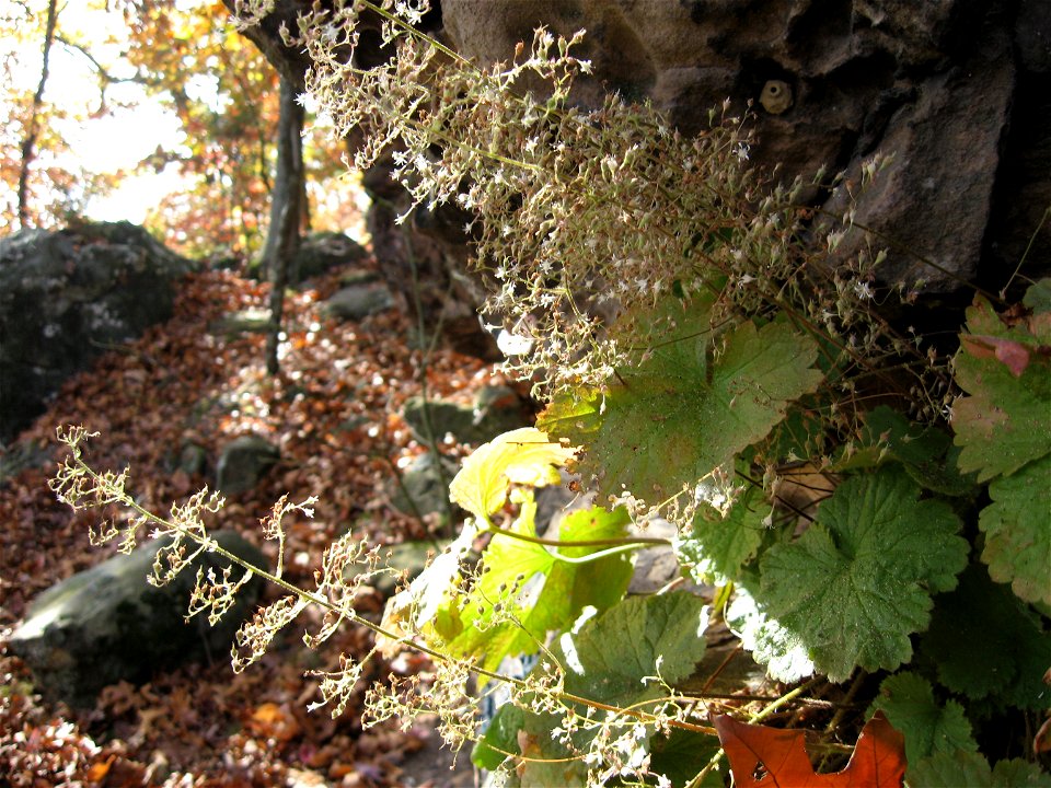 Heuchera parviflora
At Pilot Rock, a sandstone outcrop in Todd County, Kentucky.