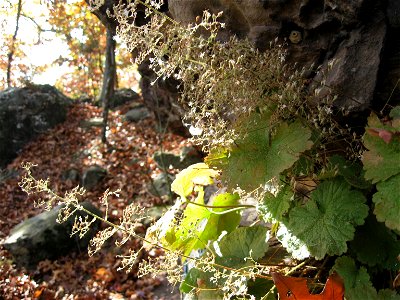Heuchera parviflora
At Pilot Rock, a sandstone outcrop in Todd County, Kentucky.