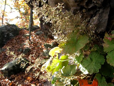 Heuchera parviflora At Pilot Rock, a sandstone outcrop in Todd County, Kentucky. photo