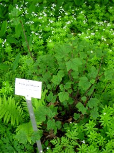 Ribes pallidiflorum specimen in the Botanischer Garten, Berlin-Dahlem (Berlin Botanical Garden), Berlin, Germany.