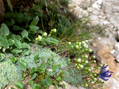 Dolomites saxifrage (Saxifraga squarrosa) photo