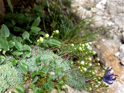 Dolomites saxifrage (Saxifraga squarrosa)