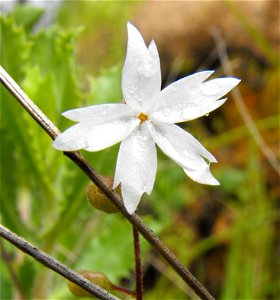 Lithophragma affine at Blue Sky Ecological Reserve, Poway, California, USA. photo